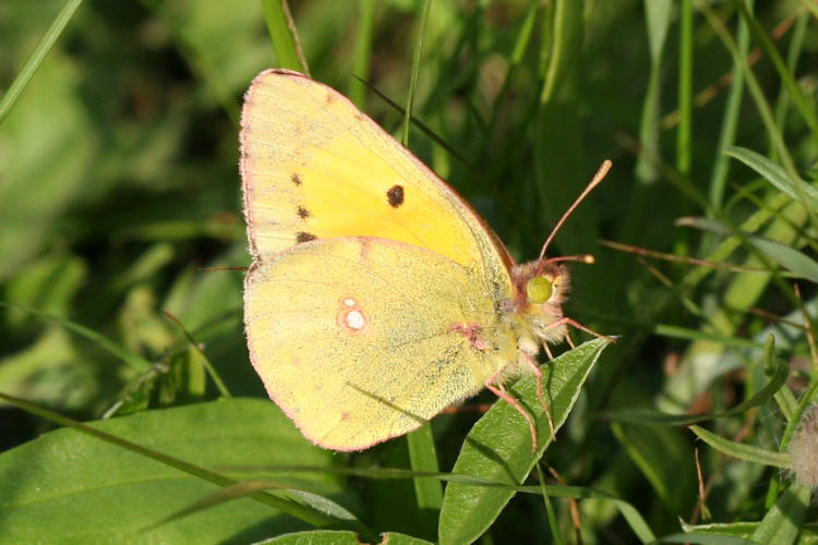 Colias crocea: Bild 20