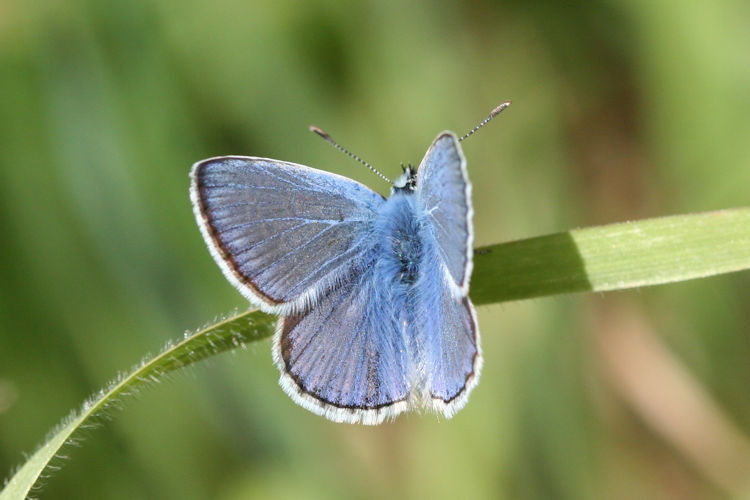 Polyommatus celina: Bild 2