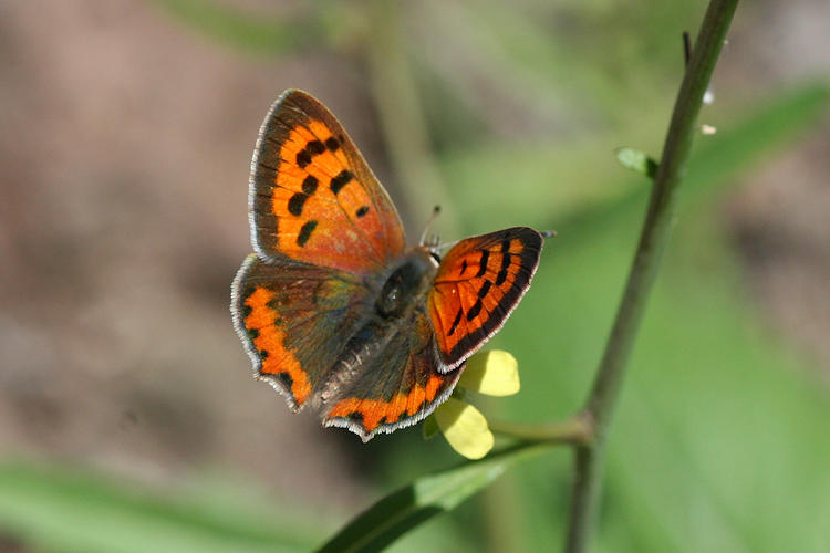 Lycaena phlaeas: Bild 1