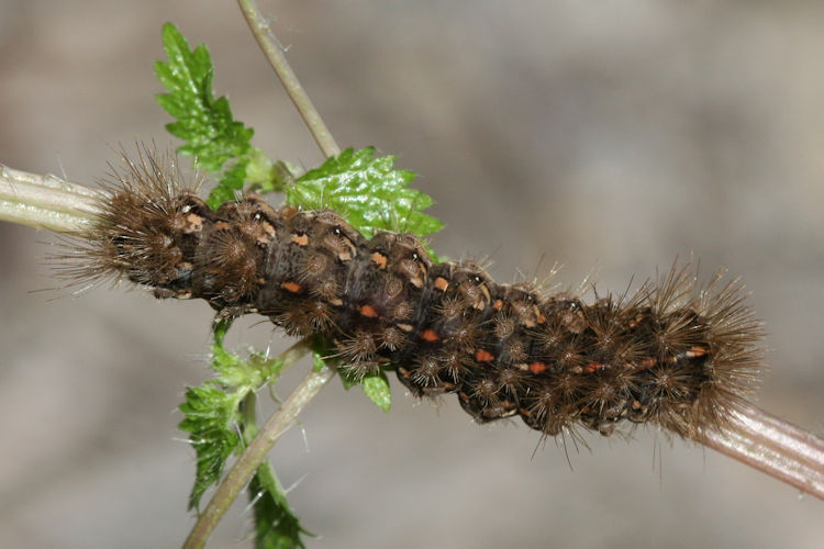 Canararctia rufescens: Bild 2