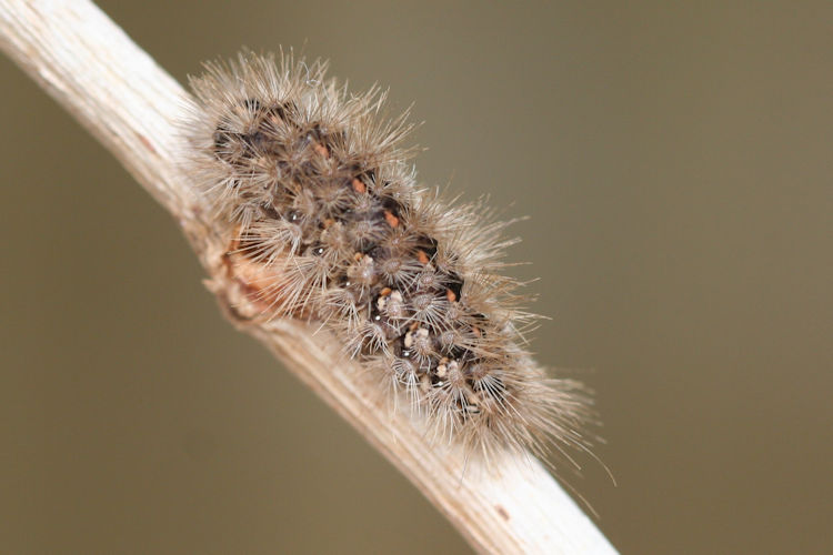 Canararctia rufescens: Bild 3