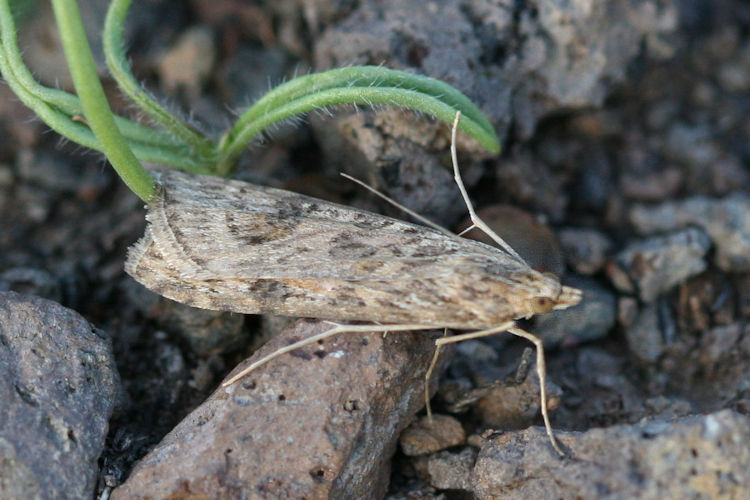 Nomophila noctuella: Bild 5