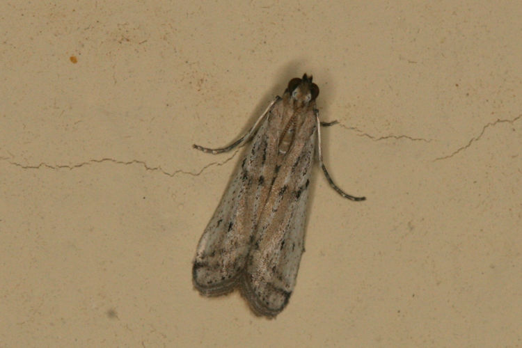 Phycitodes lacteella: Bild 1