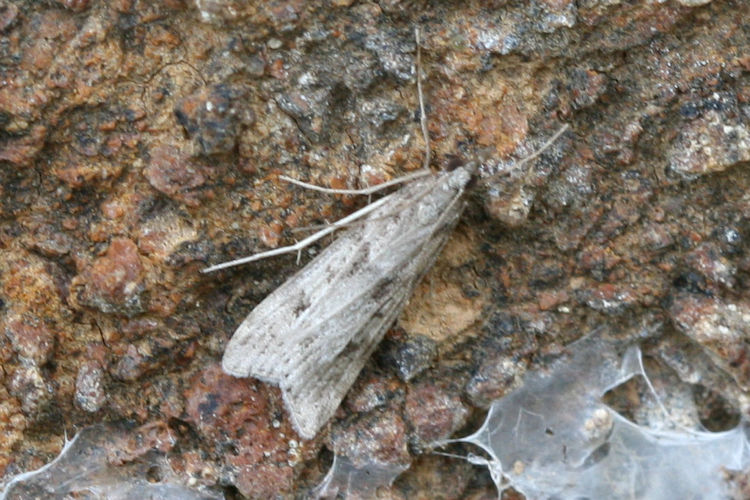 Eudonia angustea: Bild 1