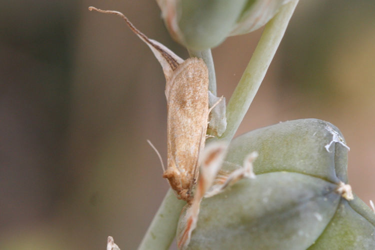 Clepsis canariensis: Bild 2