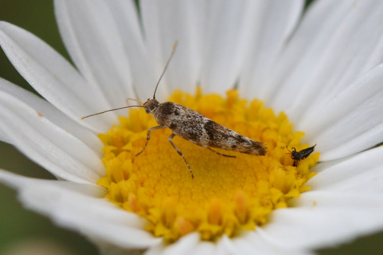 Scythris klimeschi: Bild 2