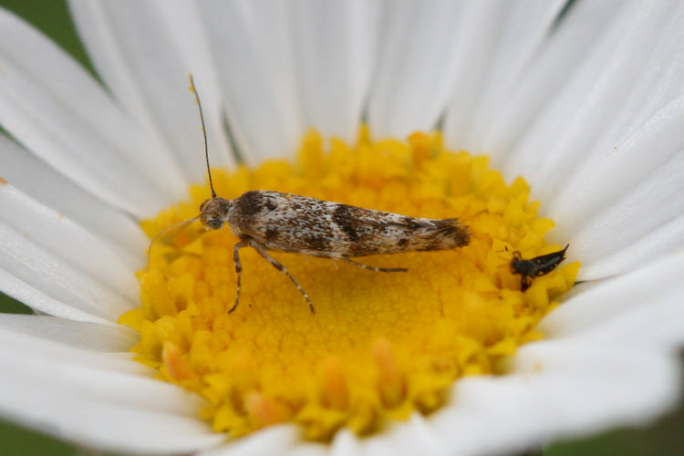 Scythris klimeschi: Bild 3