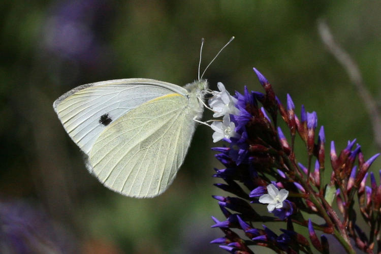 Pieris rapae: Bild 24