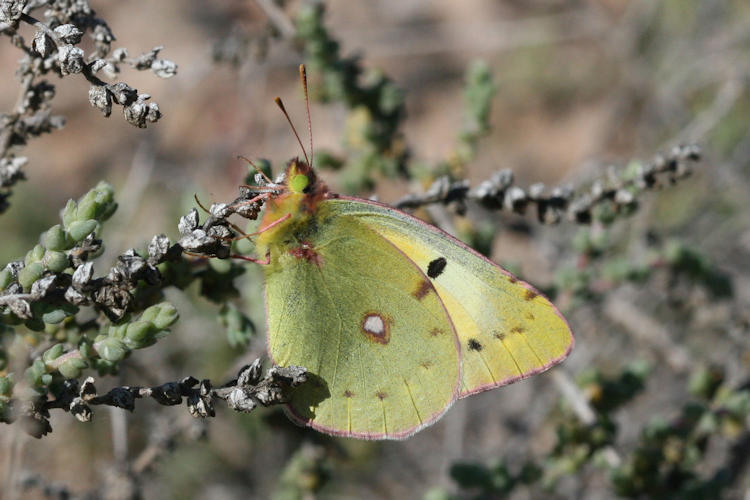 Colias crocea: Bild 25