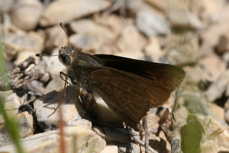 Saturnia pavonia: Bild 5