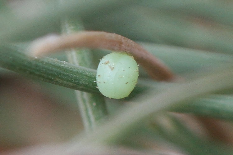 Erebia triarius: Bild 1