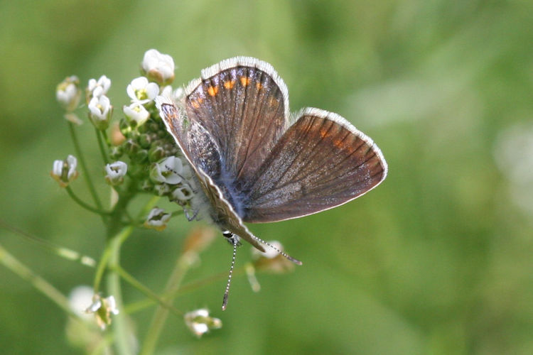 Polyommatus icarus: Bild 19