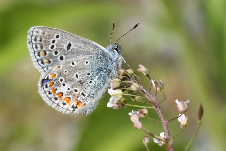 Polyommatus thersites: Bild 9