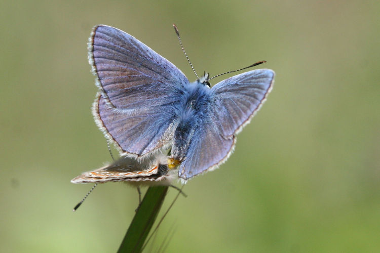 Polyommatus thersites: Bild 36