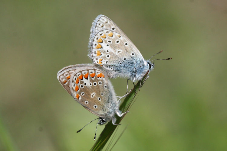 Polyommatus thersites: Bild 39