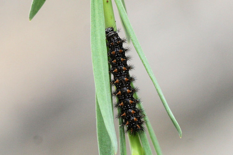 Melitaea deione berisali: Bild 2