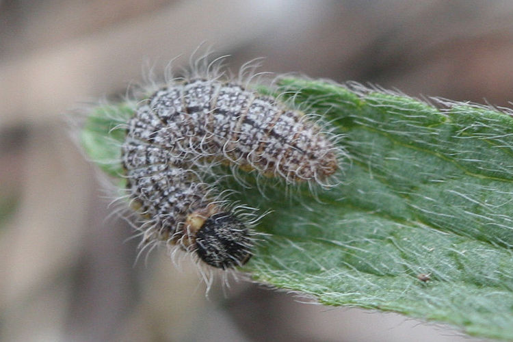 Muschampia lavatherae: Bild 1