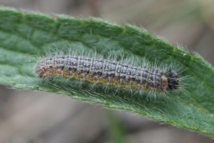 Muschampia lavatherae: Bild 2