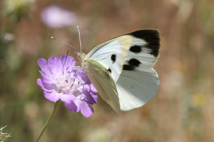 Pieris brassicae: Bild 3