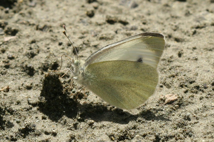 Pieris mannii mannii: Bild 3