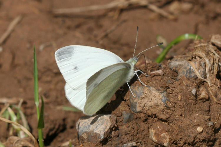 Pieris ergane: Bild 4