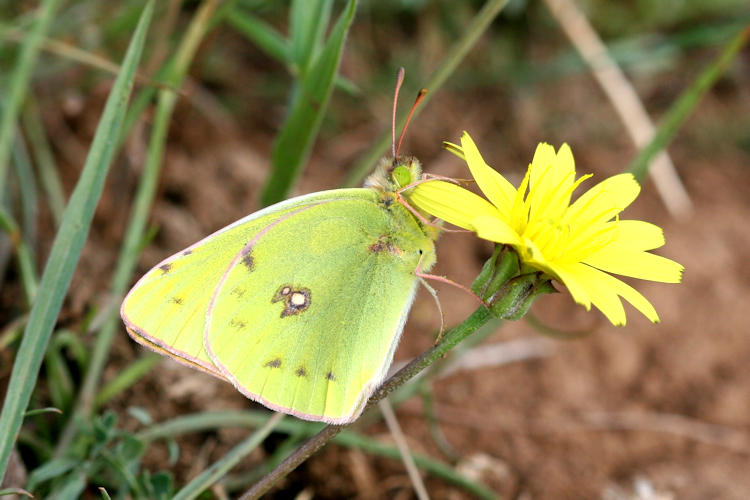 Colias aurorina heldreichi: Bild 6