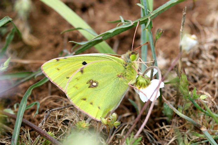 Colias aurorina heldreichi: Bild 5