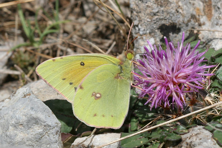 Colias aurorina heldreichi: Bild 4