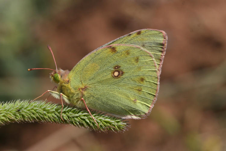 Colias aurorina heldreichi: Bild 3