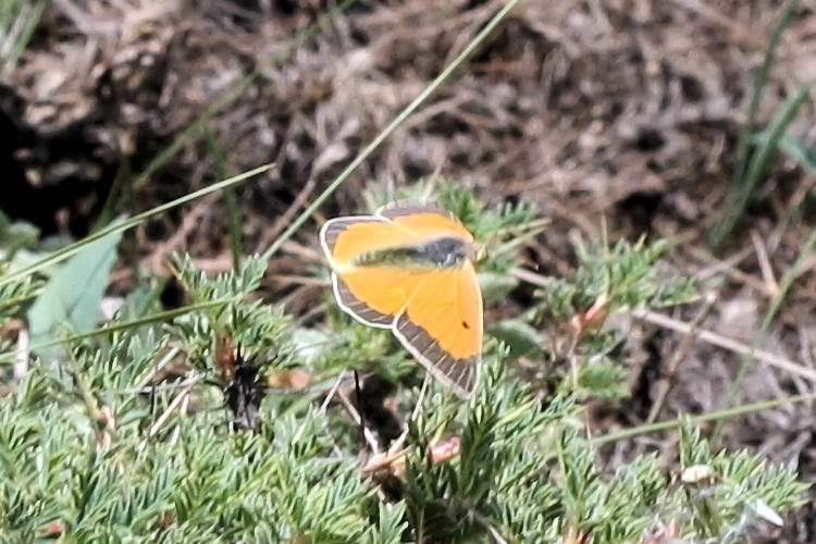 Colias aurorina heldreichi: Bild 23