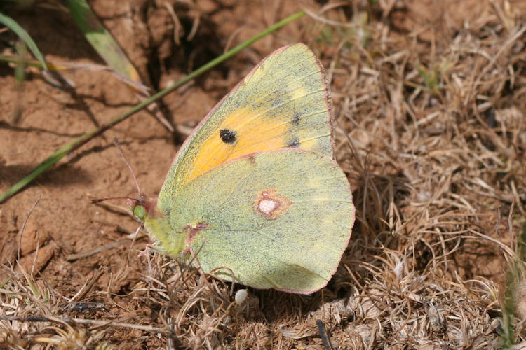 Colias aurorina heldreichi: Bild 13