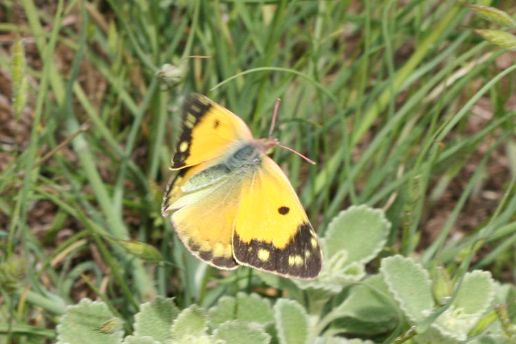 Colias aurorina heldreichi: Bild 24