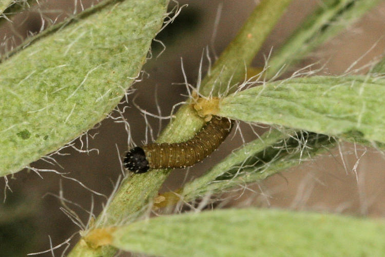 Colias aurorina heldreichi: Bild 6