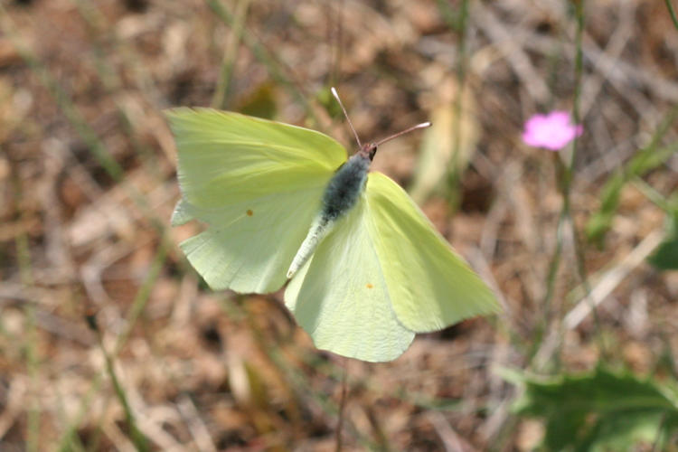 Gonepteryx farinosa: Bild 1