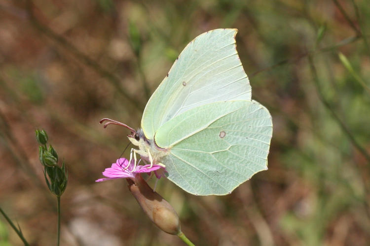 Gonepteryx rhamni transiens: Bild 12