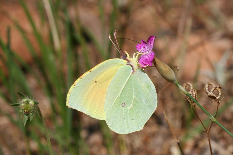 Gonepteryx cleopatra citrina: Bild 2