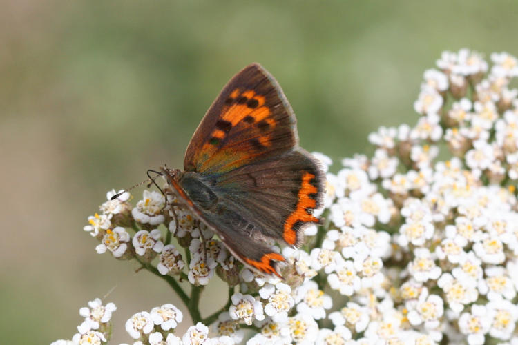 Lycaena phlaeas: Bild 9