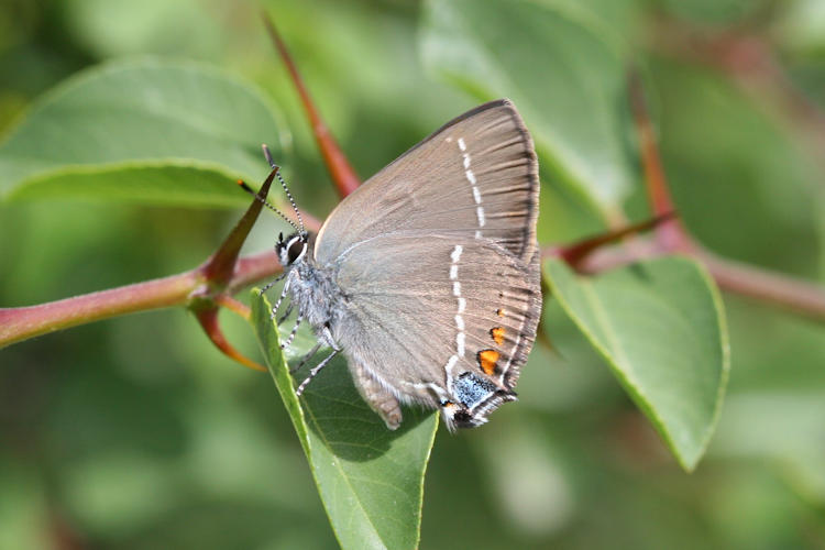 Satyrium spini: Bild 15