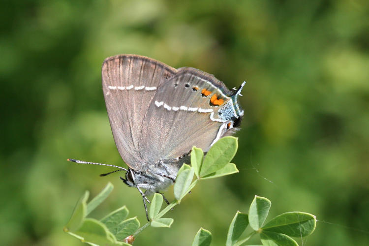 Satyrium spini: Bild 16