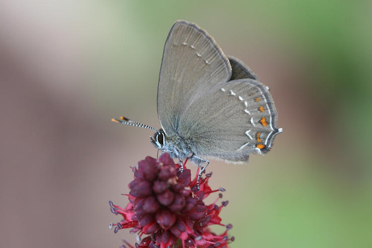 Satyrium ilicis: Bild 2