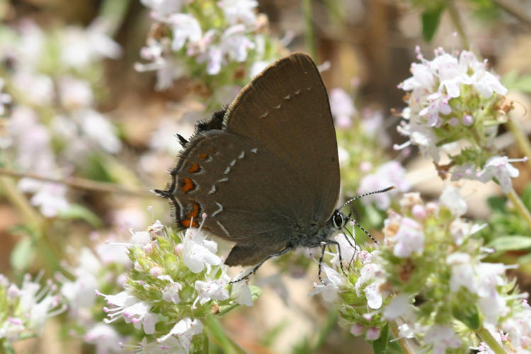 Satyrium ilicis: Bild 4