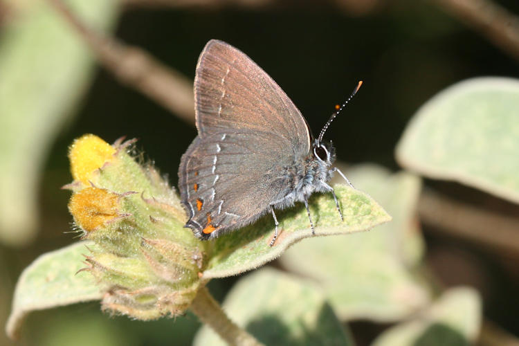 Satyrium ilicis: Bild 5