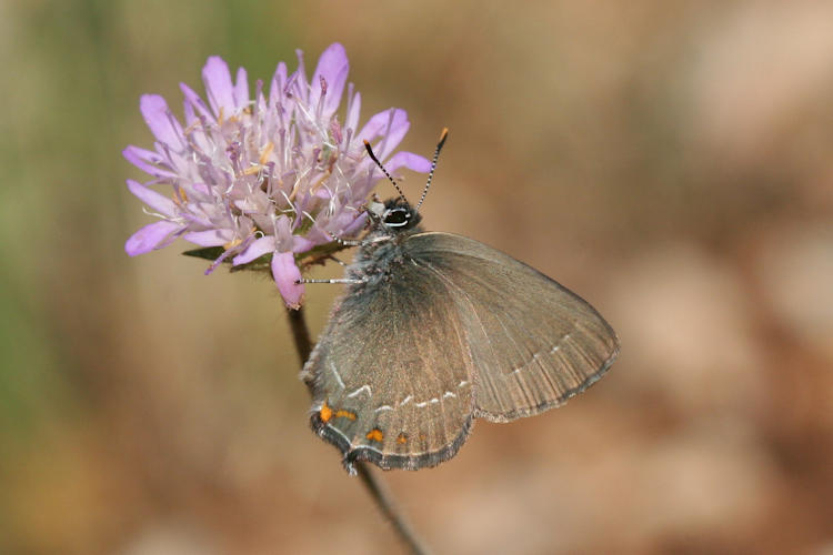 Satyrium ilicis: Bild 6