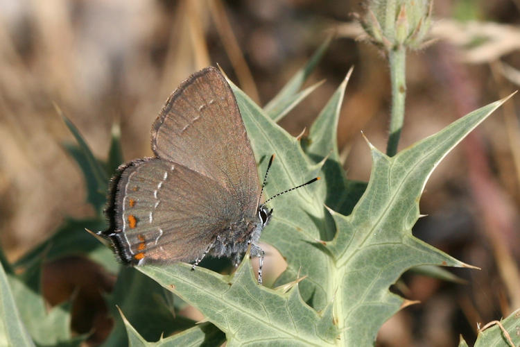 Satyrium ilicis: Bild 8