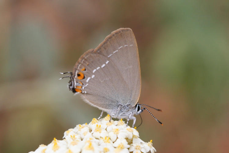 Satyrium acaciae: Bild 2