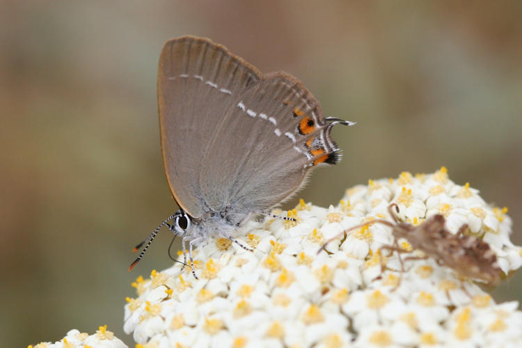 Satyrium acaciae: Bild 3