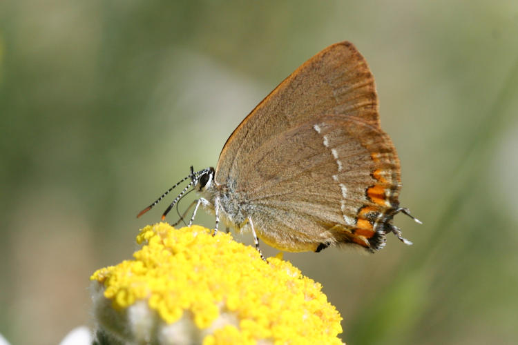 Satyrium acaciae: Bild 5