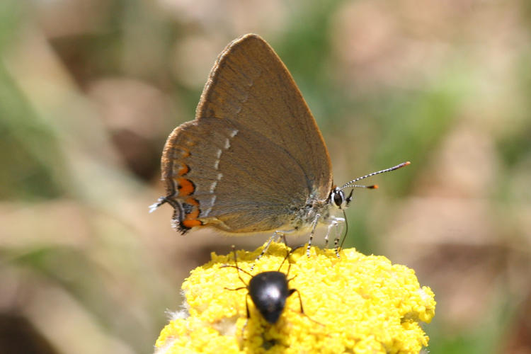 Satyrium acaciae: Bild 6