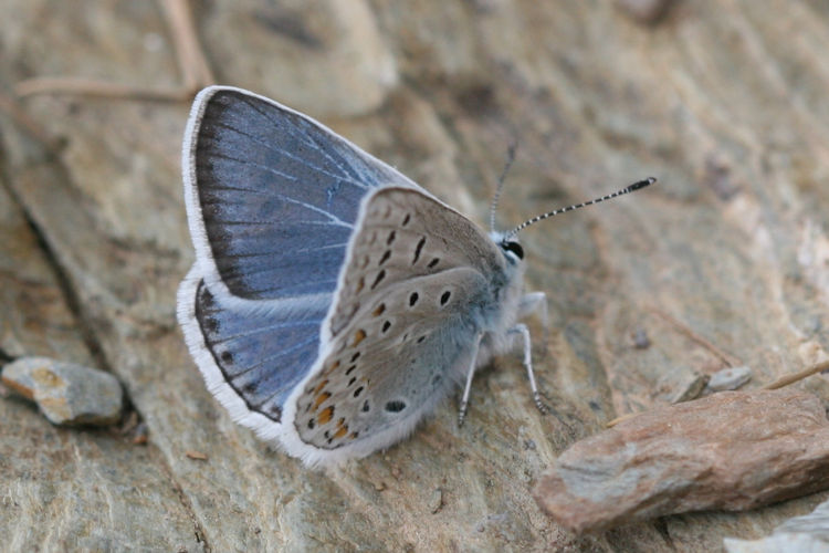 Polyommatus eros menelaos: Bild 3