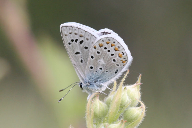 Polyommatus eros menelaos: Bild 4